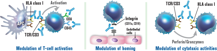 Diagram of how Thymoglobulin modulates immunosuppression via 3 mechanisms: T‐cell activation, homing & cytotoxic activities