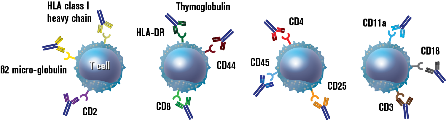Thymoglobulin includes antibodies against T‐cell markers such as CD2, CD3, CD4, CD8, CD11a, CD18, CD25, CD44, CD45, HLA‐DR, HLA Class I heavy chains, and β2 microglobulin diagram