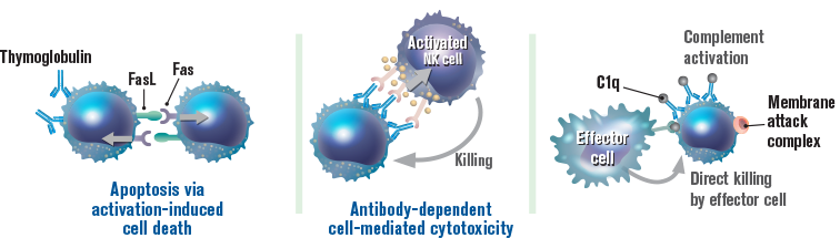 Diagram of how Thymoglobulin depletes T-cells via 3 different mechanisms: Apoptosis via activation‐induced cell death, Antibody‐dependent cell‐mediated cytotoxicity & Complement‐dependent cytotoxicity.